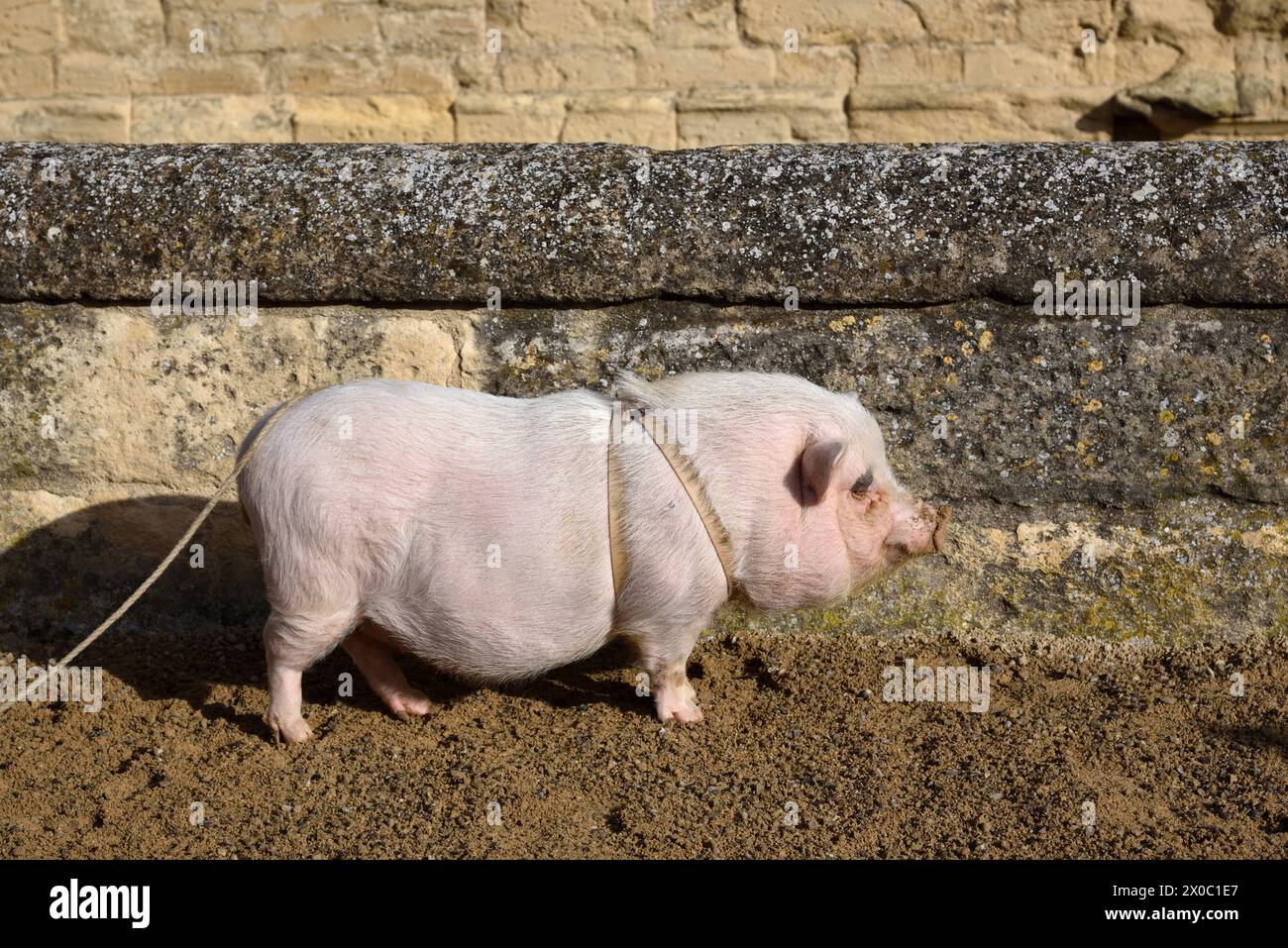 Portrait of a Truffle Hog or Pig known as a Truffler , a Domestic Pig Trained to Locate Truffles Provence France Stock Photo
