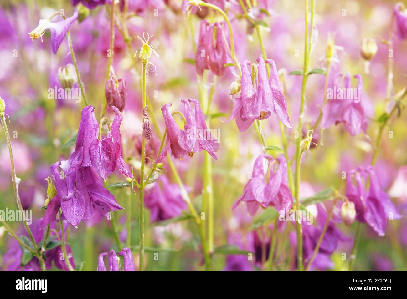 Aquilegia vulgaris flowers blooming with light bright petals. Spring blurred background of nature. Countryside. Sunny. Stock Photo