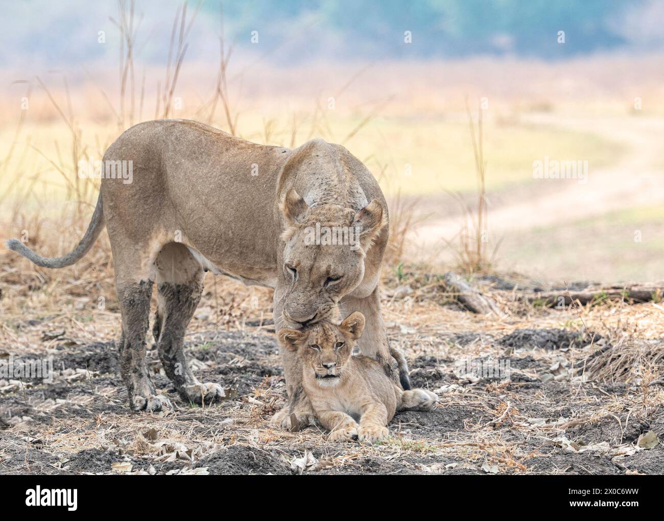 Cub enjoying his grooming session     ZAMBIA ADORABLE images of a lioness showering her little one with affection were captured in South Luangwa Natio Stock Photo