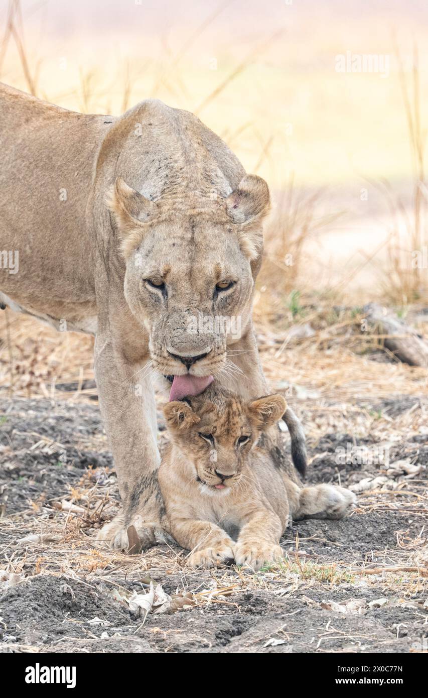 Lioness rushes to her cub after the hunt   ZAMBIA ADORABLE images of a lioness showering her little one with affection were captured in South Luangwa Stock Photo