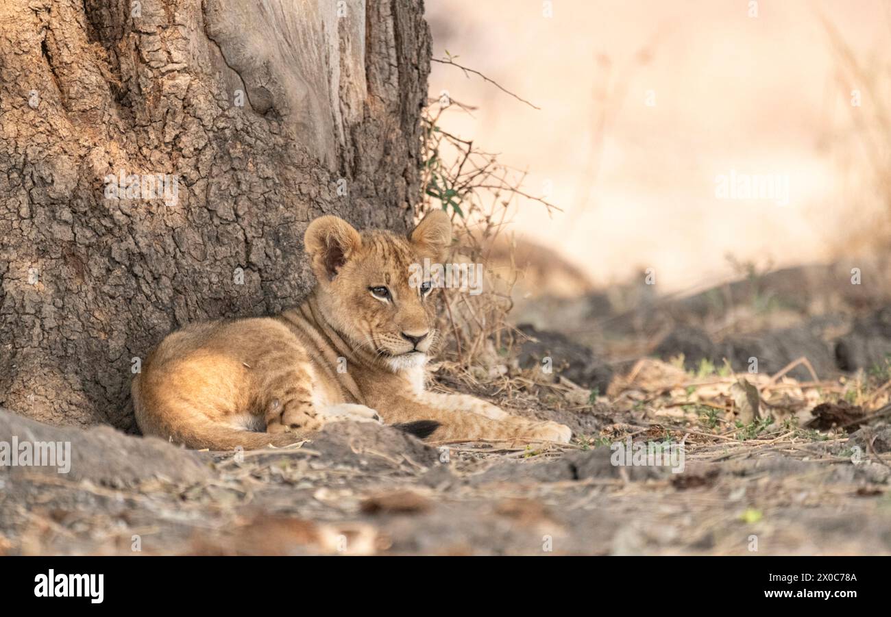 The cub is waiting for his mum to come back from the hunt.      ZAMBIA ADORABLE images of a lioness showering her little one with affection were captu Stock Photo