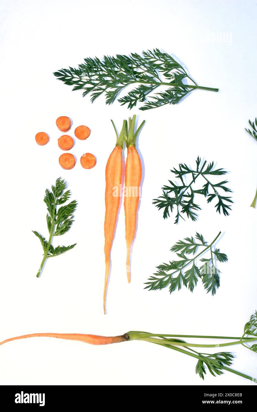 The picture shows a botanical illustration of a carrot plant, its fruit is cut into two halves, rings and leaves. Stock Photo