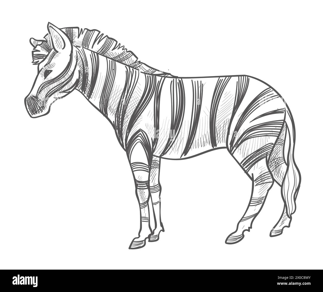 Zebra animal with stripes on fur, wildlife mammal Stock Vector Image