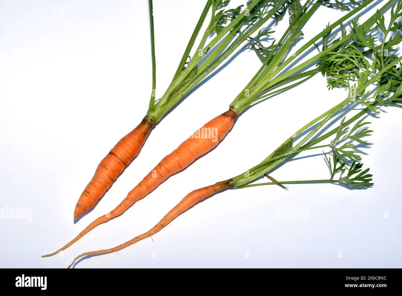 The picture shows a botanical illustration of a carrot plant, its three fruits with green leaves. Stock Photo