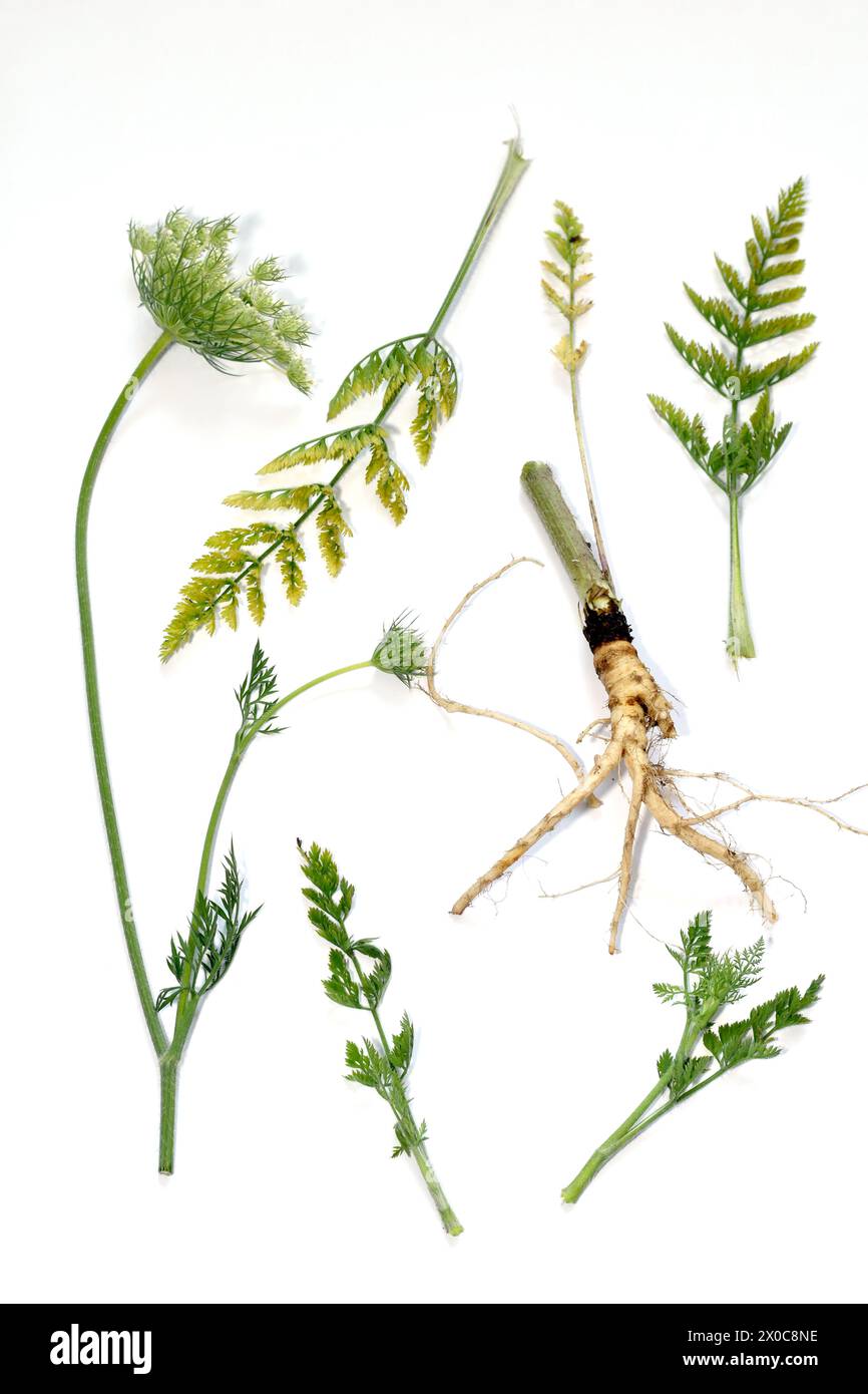 Field grass yarrow stem with flowers, leaves and root Stock Photo - Alamy