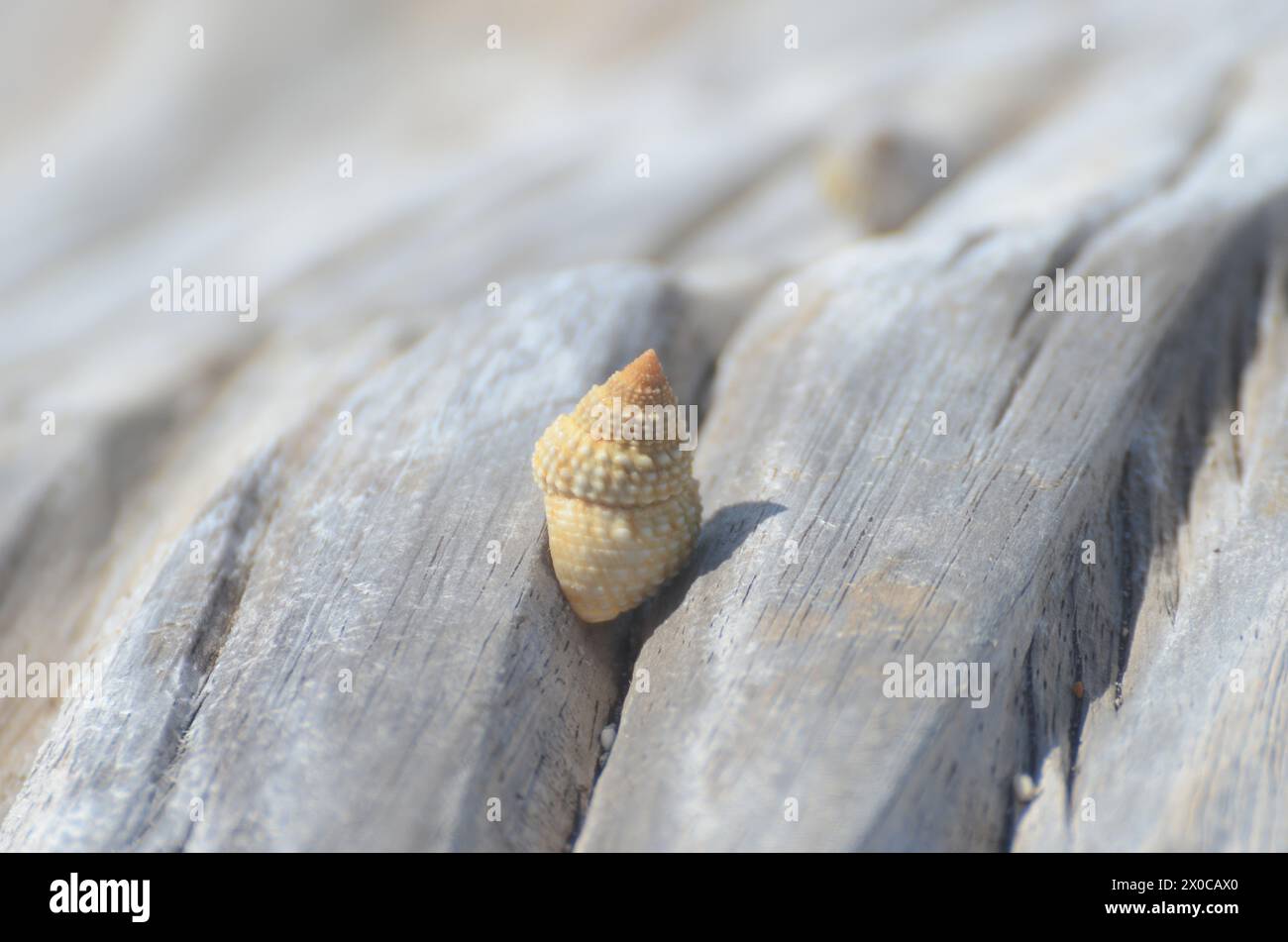 A pile of shells on a log. The shells are of different sizes and colors. The log is brown and has a rough texture. The scene gives off a sense of natu Stock Photo