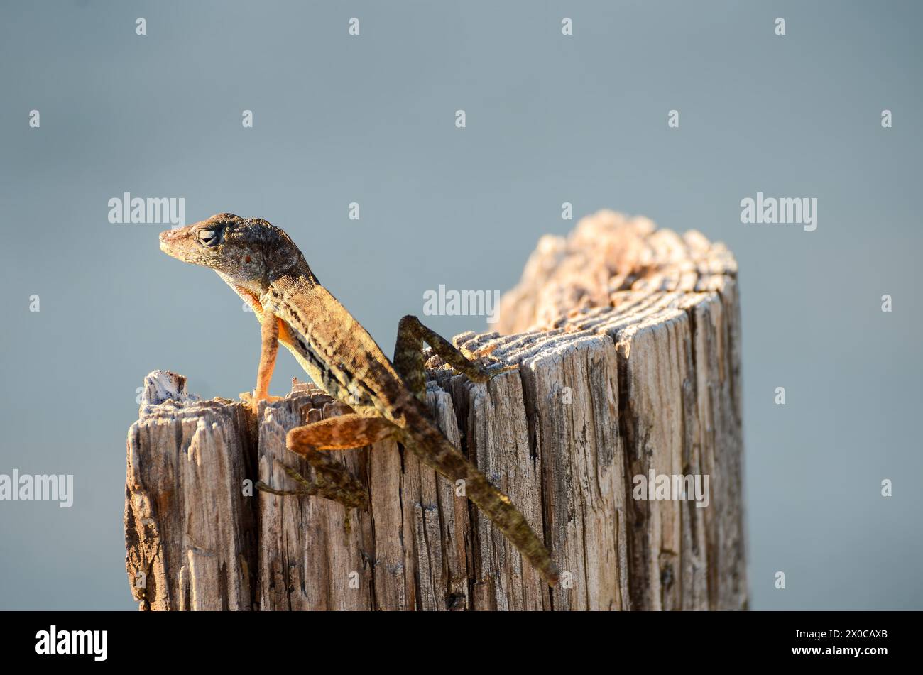 A lizard is sitting on a log. The lizard is brown and has a long tail Stock Photo