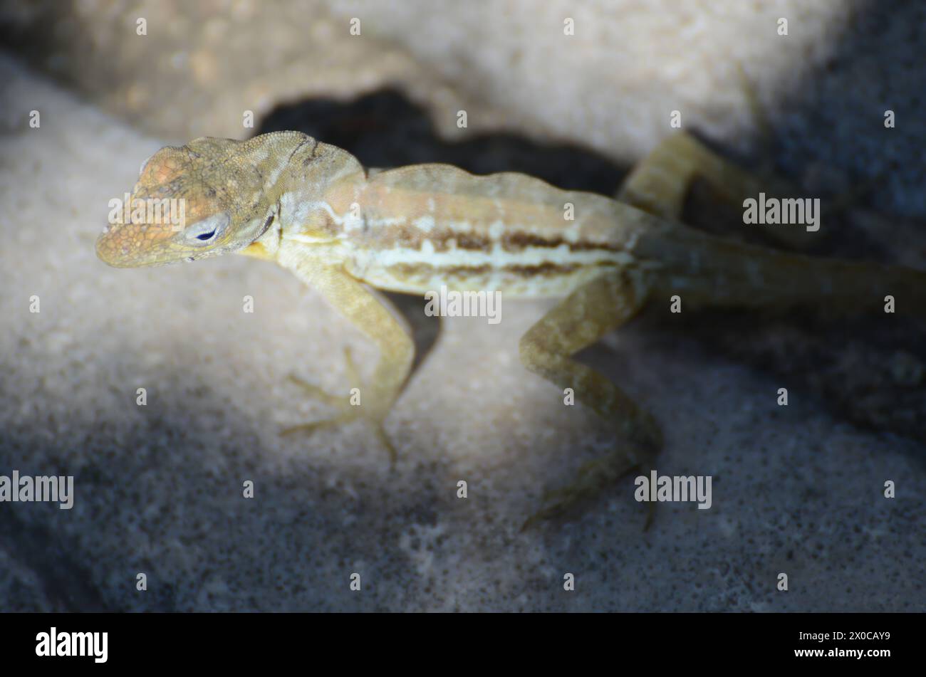 A lizard is standing on a rock. The lizard is brown and white Stock Photo