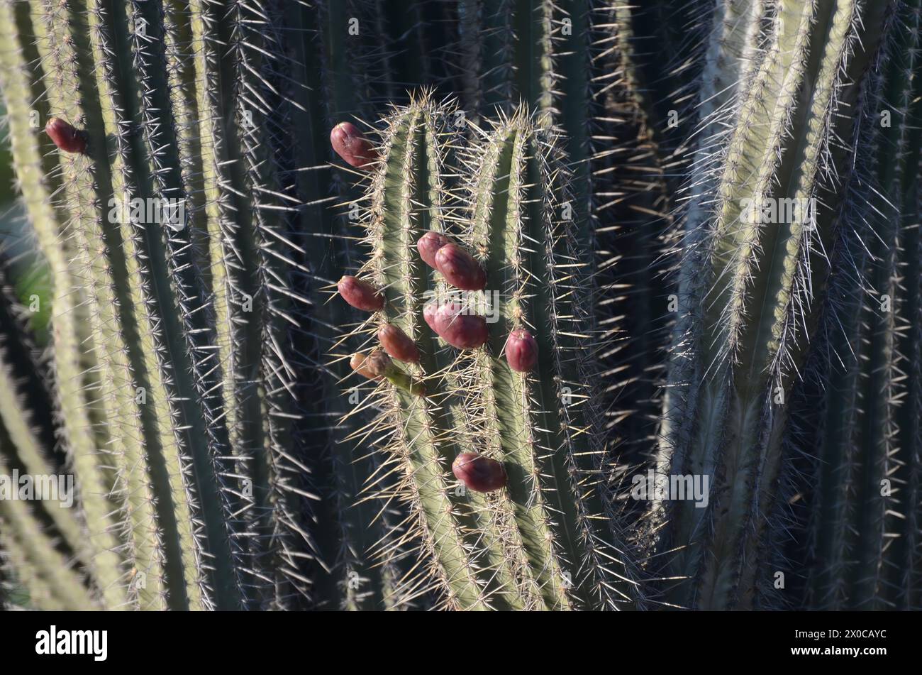 A cactus with many spines and a few flowers. The cactus is in a field with trees in the background Stock Photo