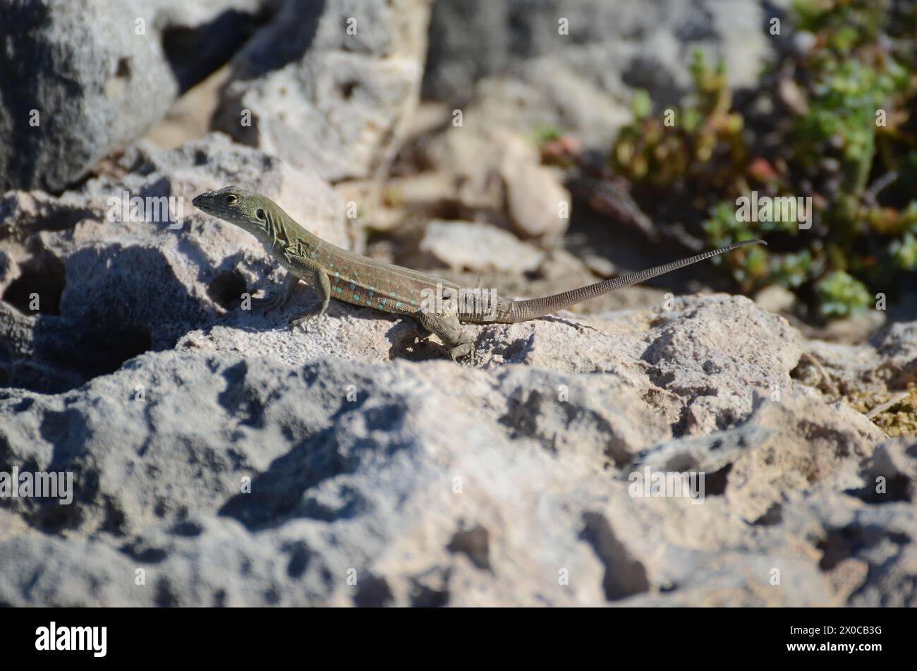 A lizard is on a rock. The lizard is brown and white Stock Photo