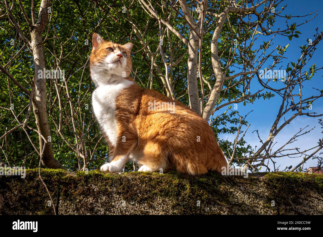 Ginger tabby cat outdoors hi-res stock photography and images - Alamy