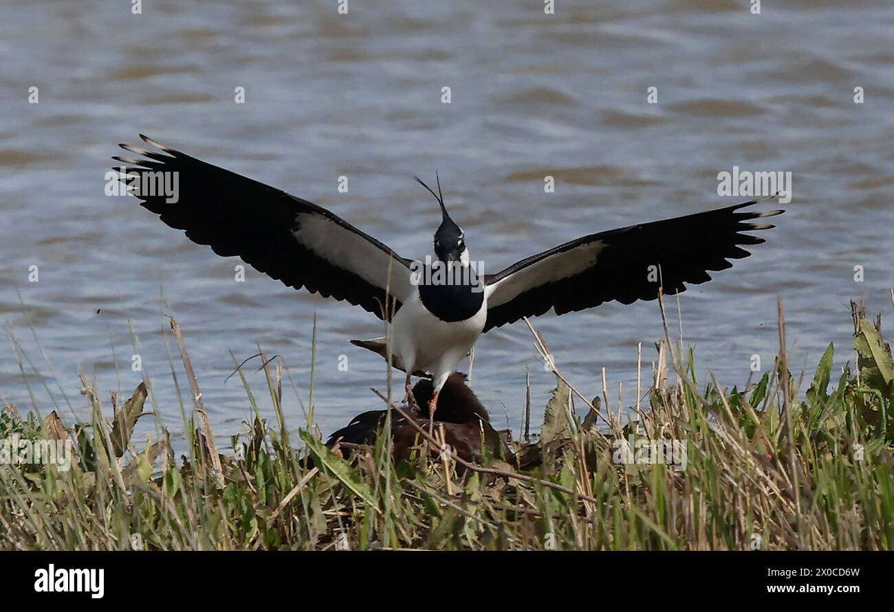 Lapwing in flight at RSPB Rainham Marshes Nature Reserve , Rainham ...