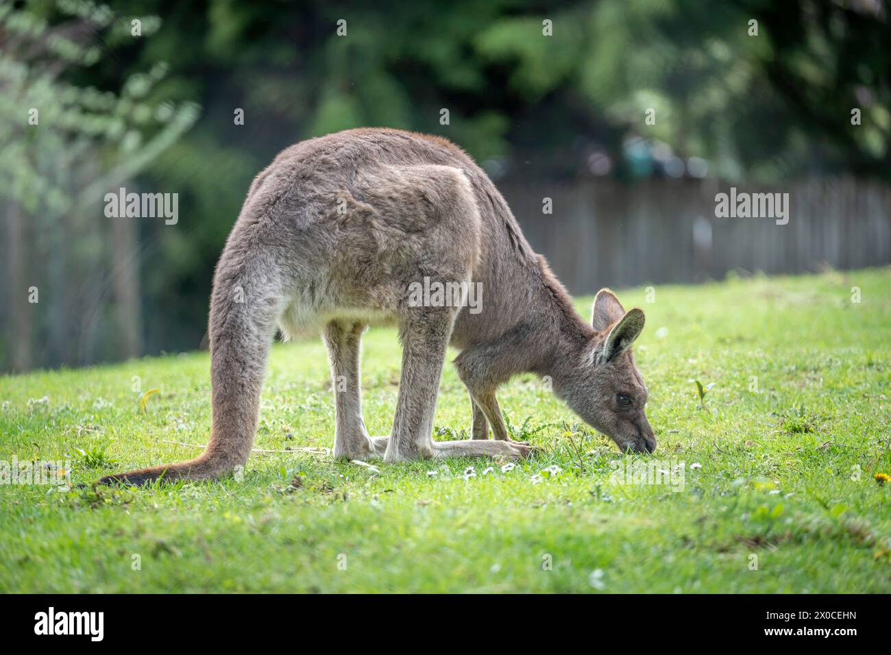 The menagerie, the zoo of the plant garden. View of a male giant ...