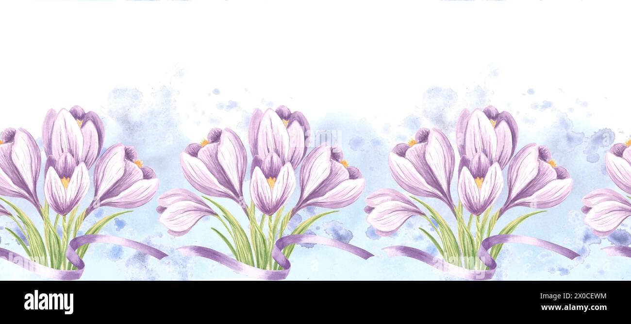 Violet crocuses with green leaves and ribbons seamless border. Hand drawn watercolor illustration spring saffron flower blossom Template background fo Stock Photo