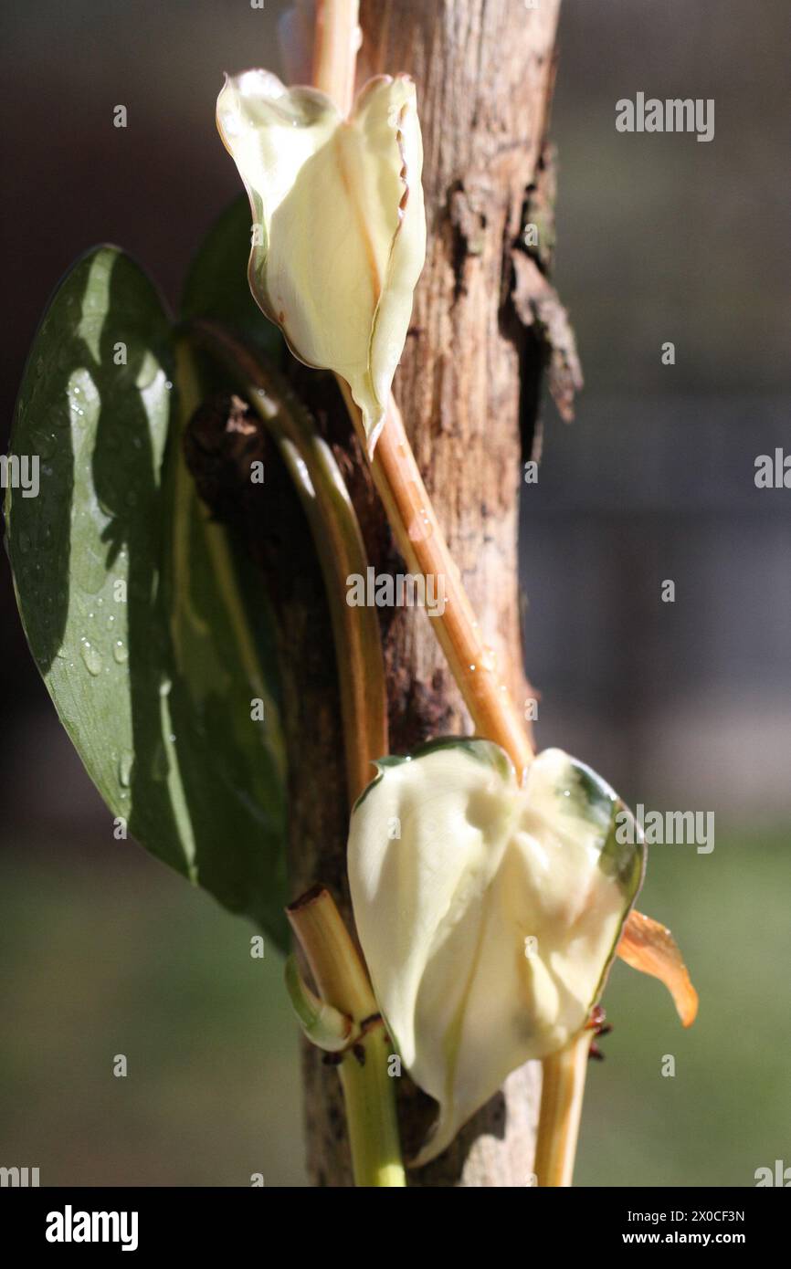 Philodendron Cream Splash – Lost In The Forrest - Foto 12