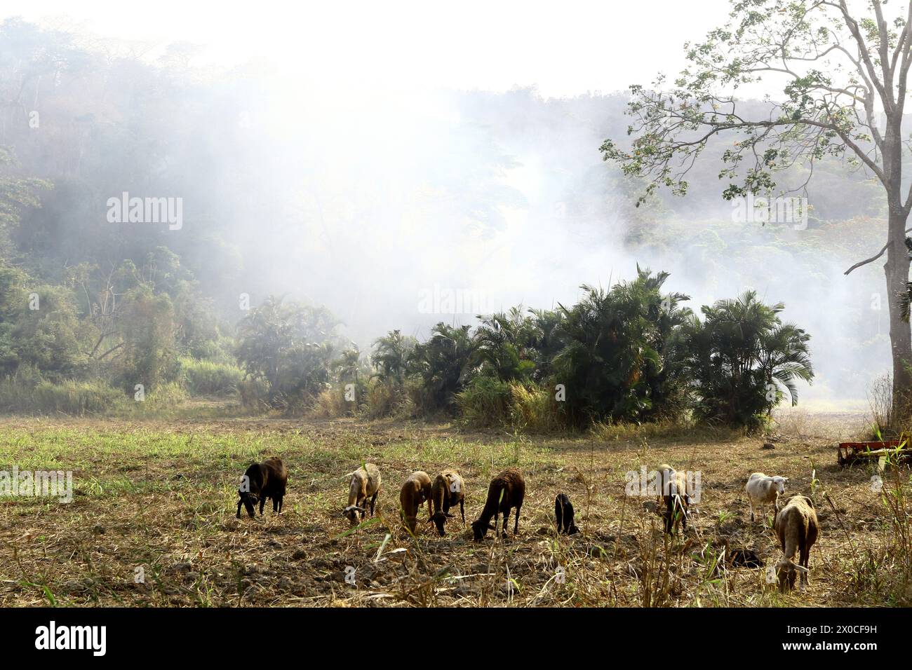 April 10, 2024: April 10, 2024. A herd of domestic rams move fleeing from the fire in Cerro el cafe in Naguanagua, Carabobo state. (Credit Image: © Juan Carlos Hernandez/ZUMA Press Wire) EDITORIAL USAGE ONLY! Not for Commercial USAGE! Stock Photo
