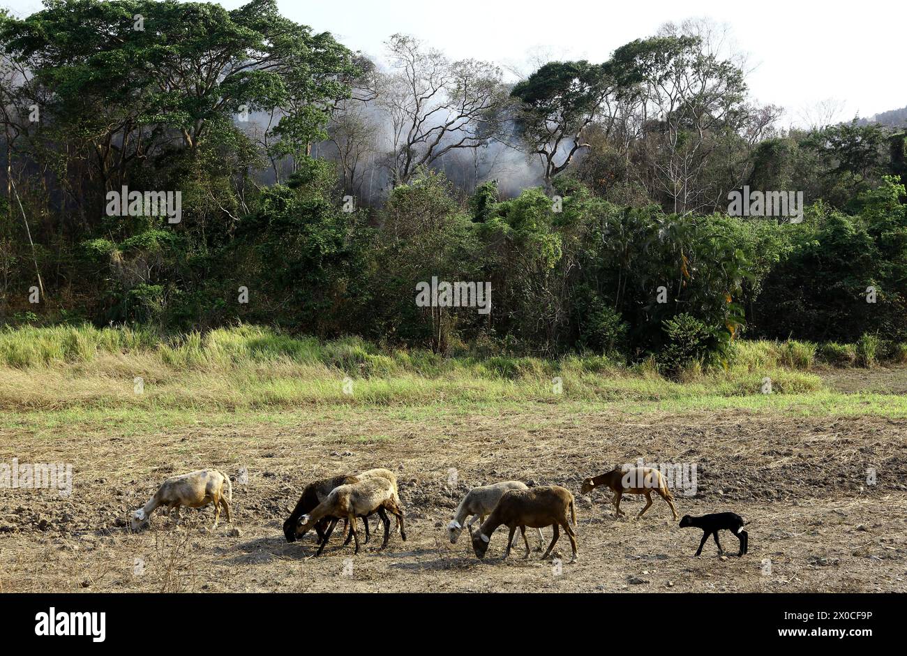 April 10, 2024: April 10, 2024. A herd of domestic rams move fleeing from the fire in Cerro el cafe in Naguanagua, Carabobo state. (Credit Image: © Juan Carlos Hernandez/ZUMA Press Wire) EDITORIAL USAGE ONLY! Not for Commercial USAGE! Stock Photo