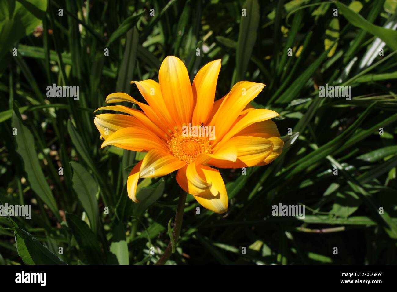 Wildflower in sun hi-res stock photography and images - Alamy
