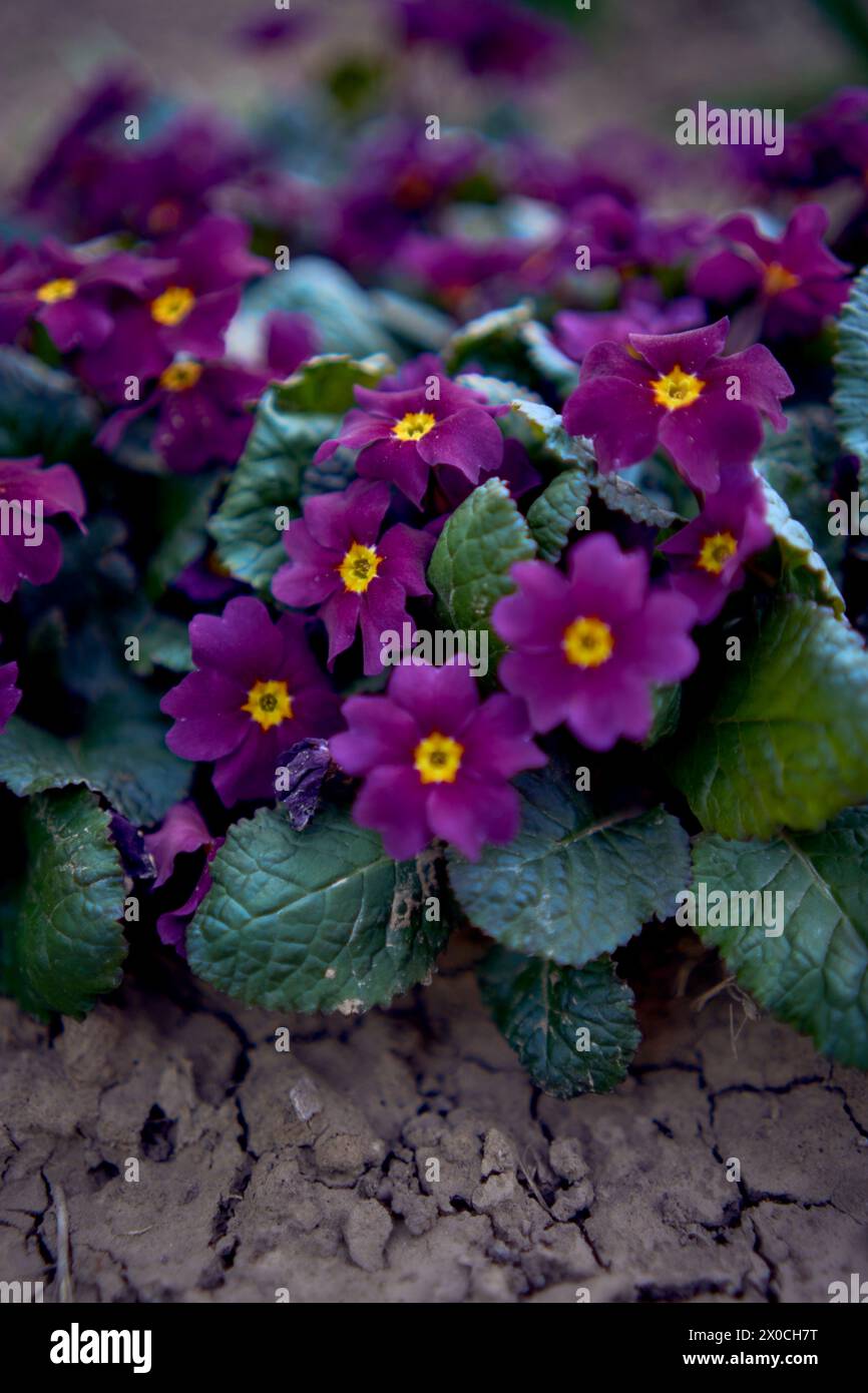 the  violets on a flowerbed in the open field, background Stock Photo