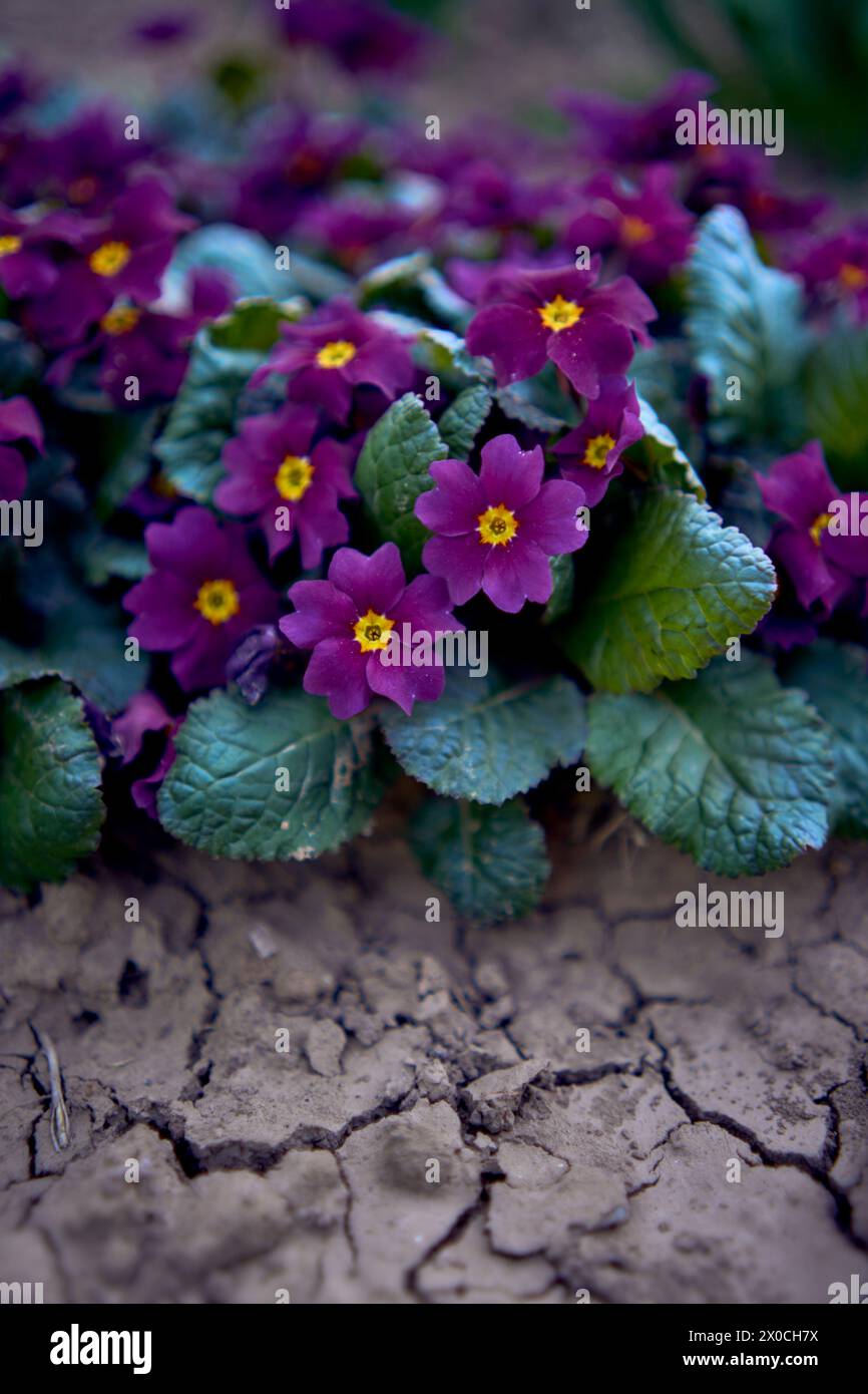 the  violets on a flowerbed in the open field, background Stock Photo