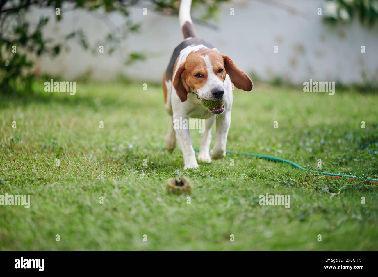 Fast running beagle dog while playing in green grass Stock Photo