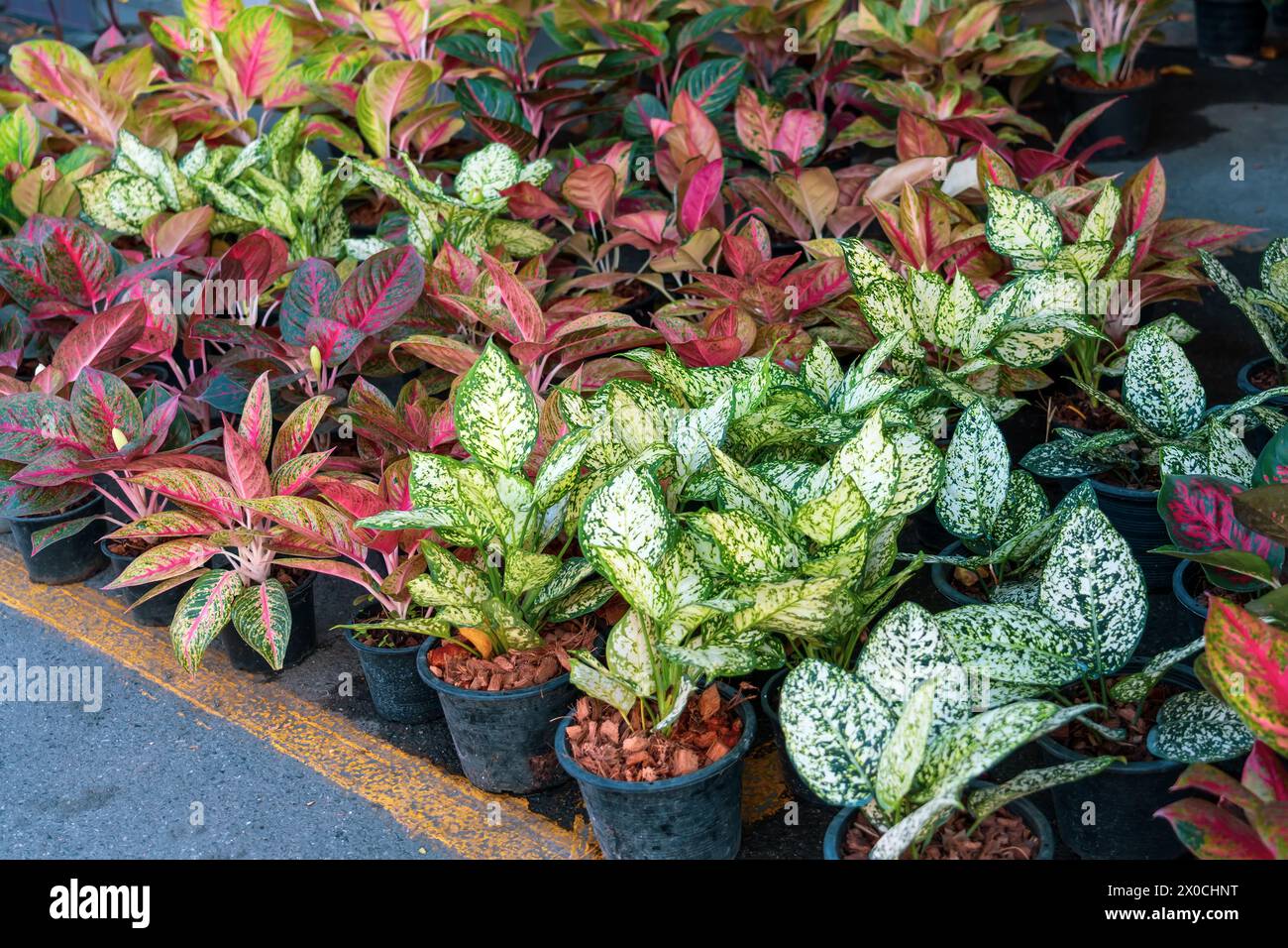 Red aglaonema leaves with green edge, with leaves. Natural natural fresh texture Stock Photo