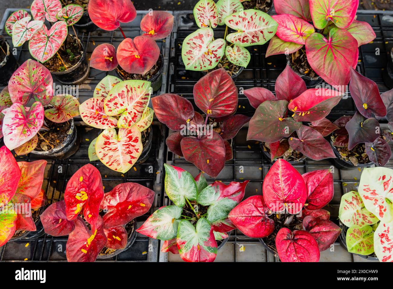 Colorful exotic caladium plant hybrid red foliage in flower pots inside urban jungle garden market. Stock Photo