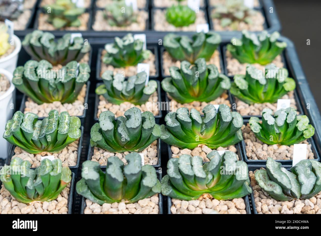 Haworthia Truncata, succulent plant, green hybrid many lot pots Stock Photo