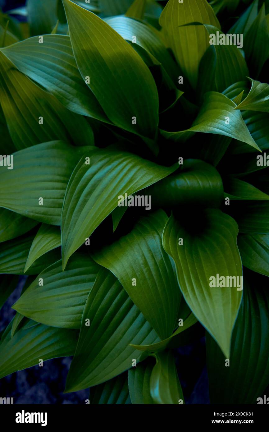 Hosta plantaginea texture, background Stock Photo