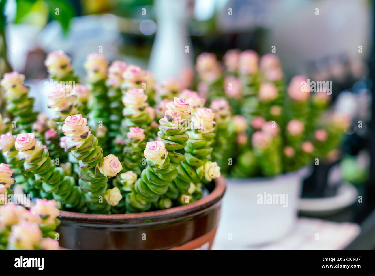 Crassula perforata variegata hi-res stock photography and images - Alamy