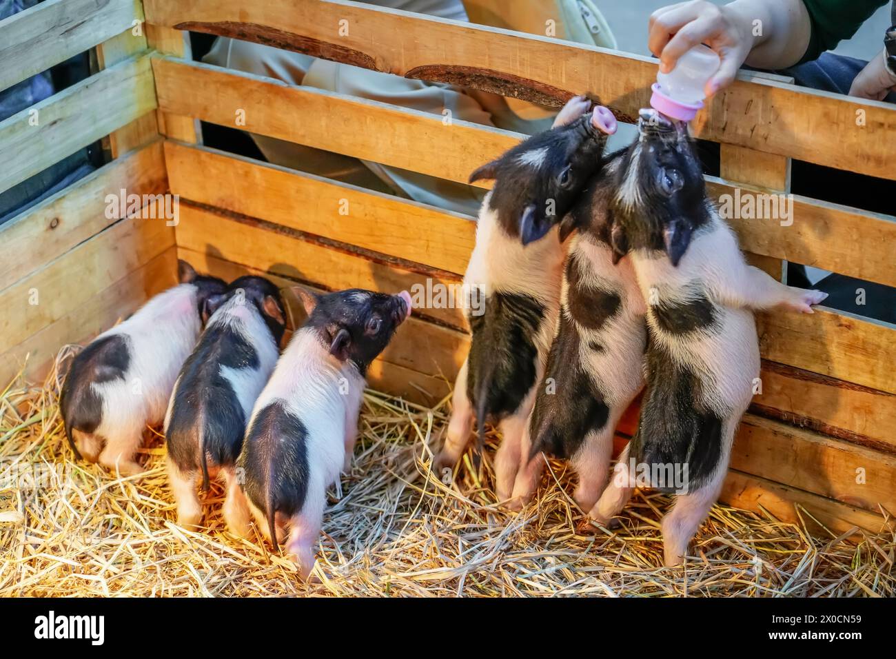 Little dwarf spotted piglets as a family stand on their hind legs, farmers feed people with hands a bottle of milk with a pacifier, feeding food. Stock Photo