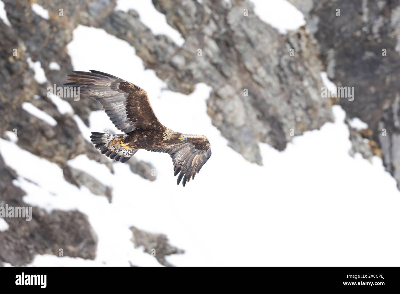 Golden eagle soaring with snow and mountain rocks in the background. Stock Photo