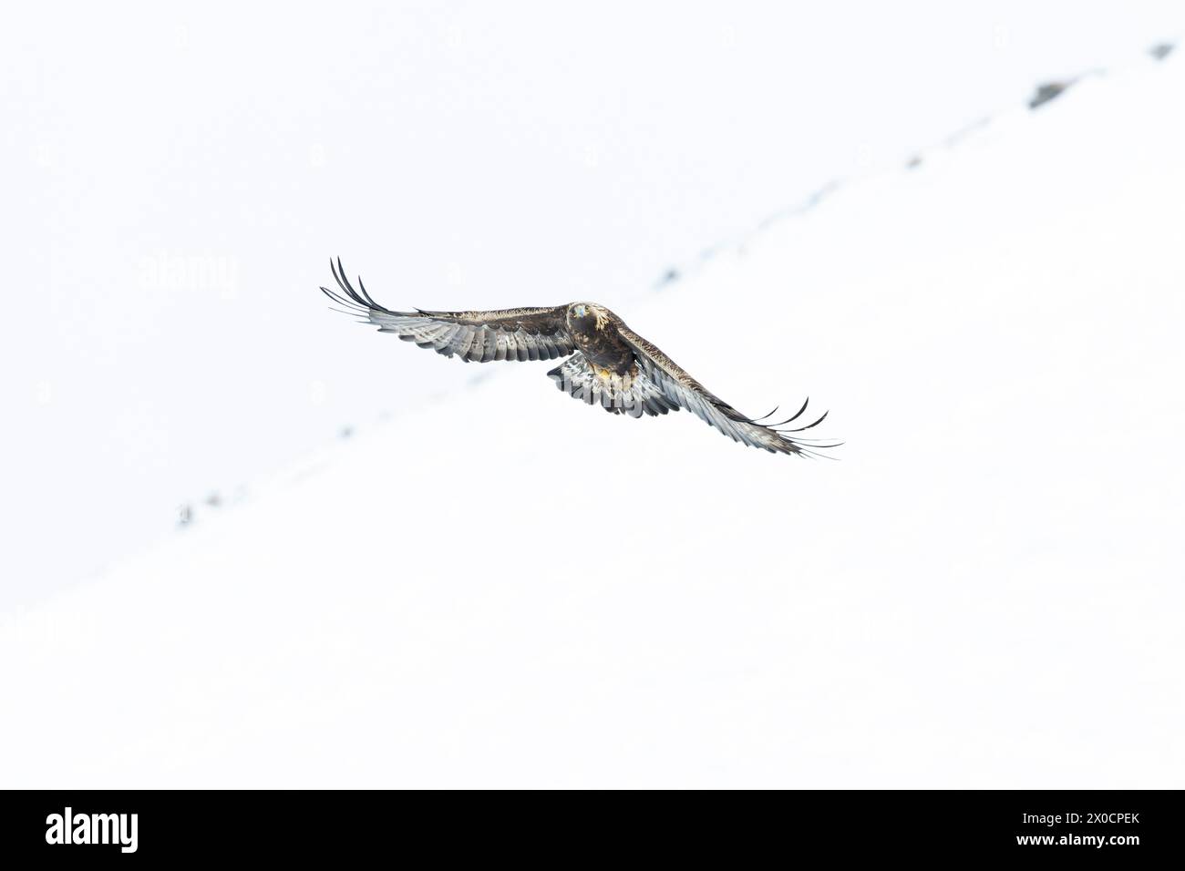 Golden eagle soaring with white sky in the background. Stock Photo