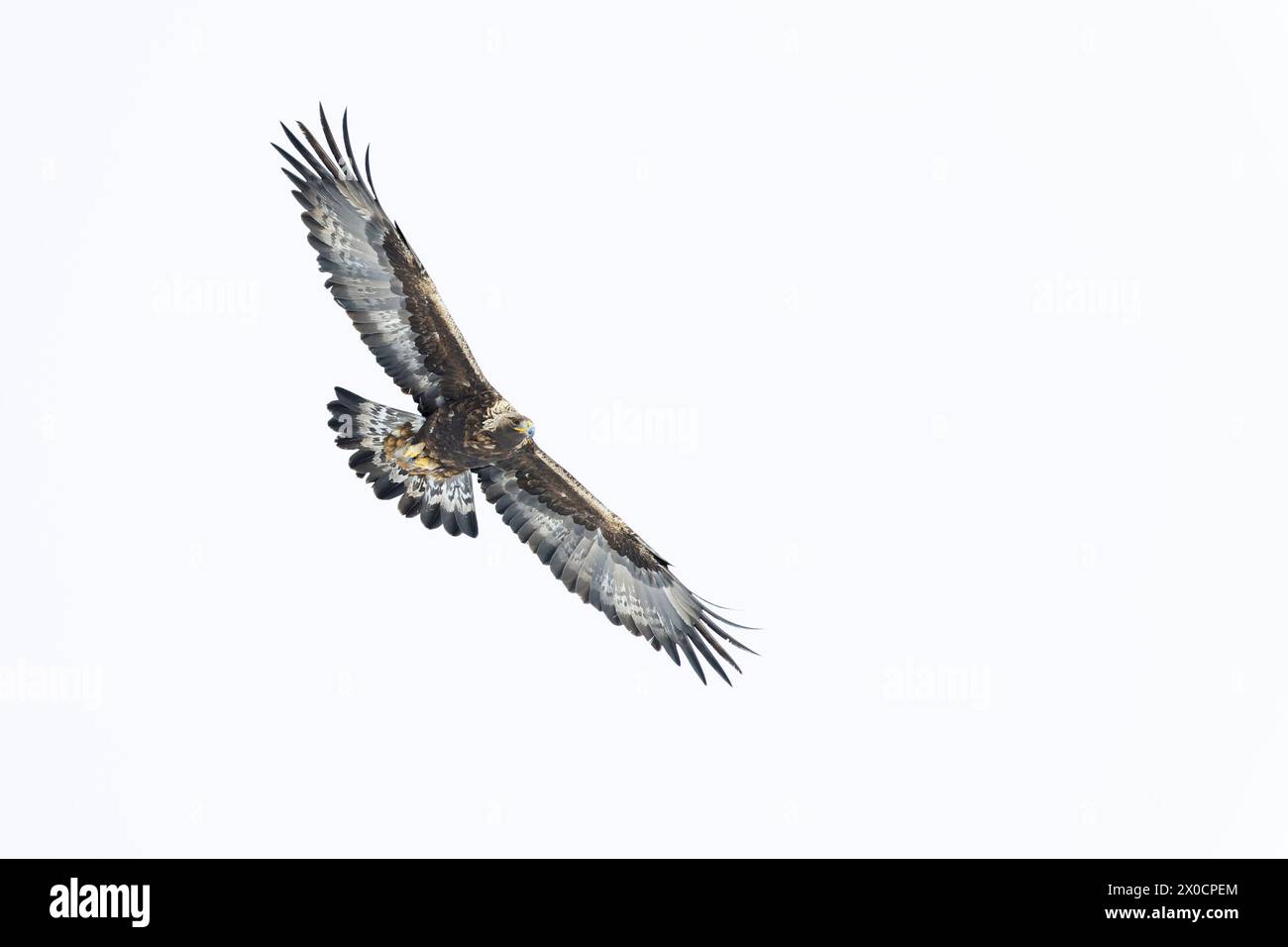 Golden eagle soaring with white sky in the background. Stock Photo