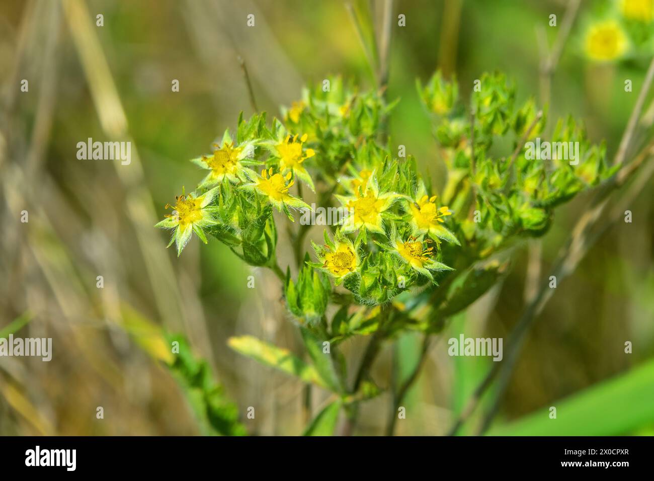 Common St.-John's wort (Hypericum perforatum) or Hypericum lydium in secondaries steppe. Kerch Peninsula, Crimea. Folk medicine plant Stock Photo