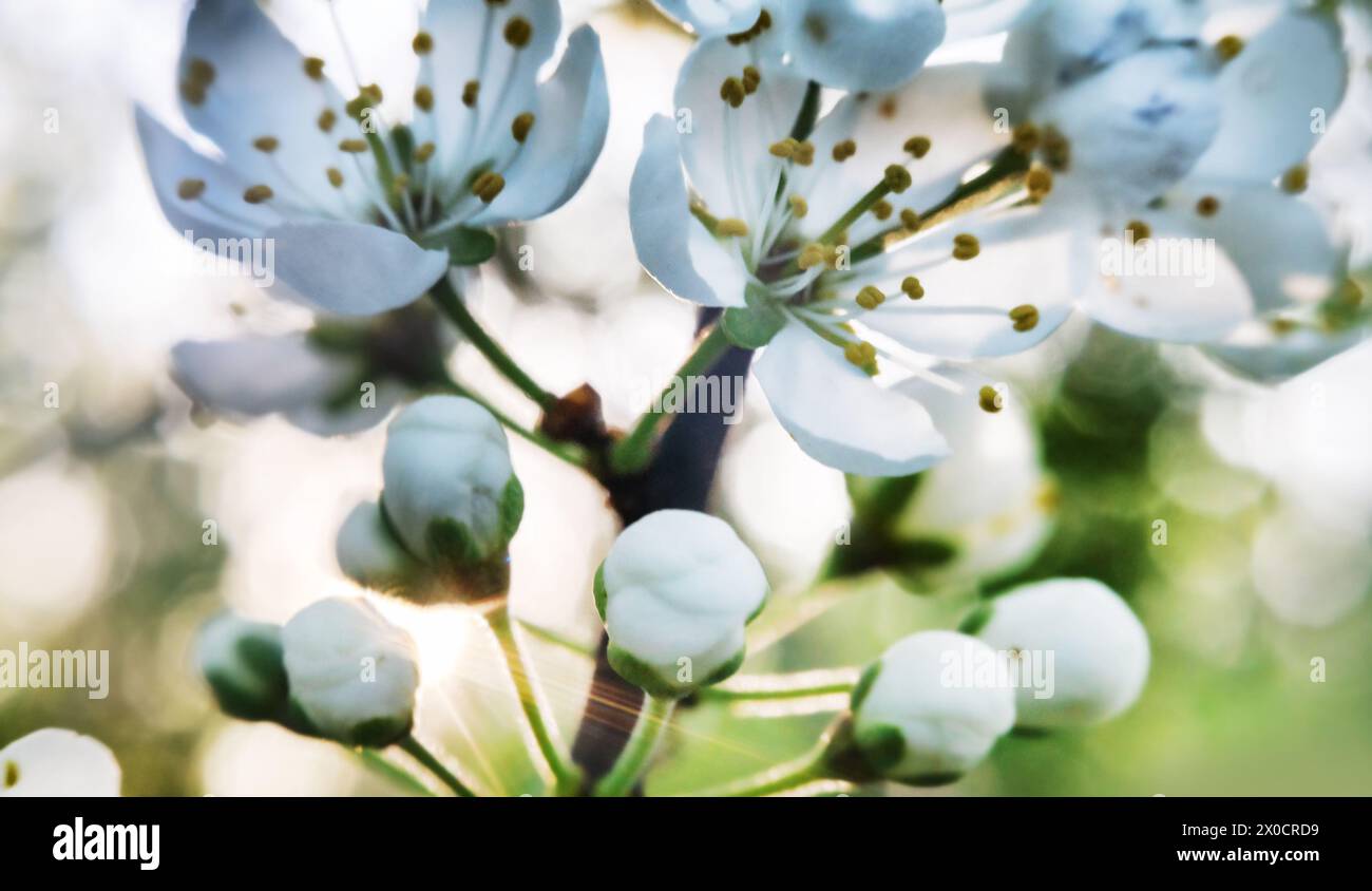 Blooming blackthorn (Prunus spinosa) thornbush (wait-a-minute). Forest steppe of Ciscaucasia. Macro Stock Photo