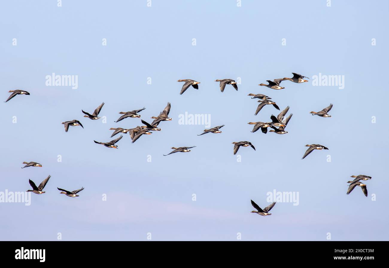 Bean goose (Anser fabalis). Flocks of migrating geese in the sky and over the forest. European migration stop-overs, Birds fly full-face, rocketing Stock Photo
