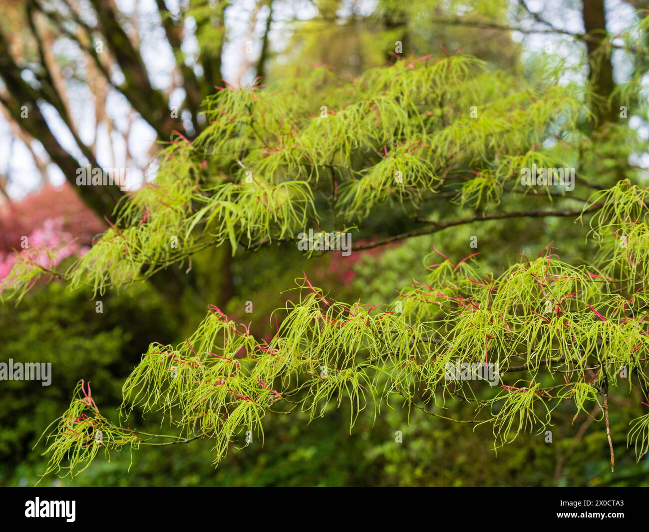 Highly dissected thread like spring foliage of the hardy ornamental Japanese maple, Acer palmatum 'Kinshi' Stock Photo