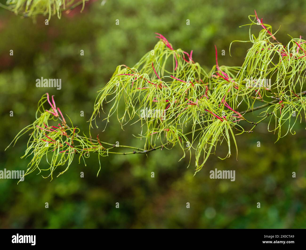 Highly dissected thread like spring foliage of the hardy ornamental Japanese maple, Acer palmatum 'Kinshi' Stock Photo