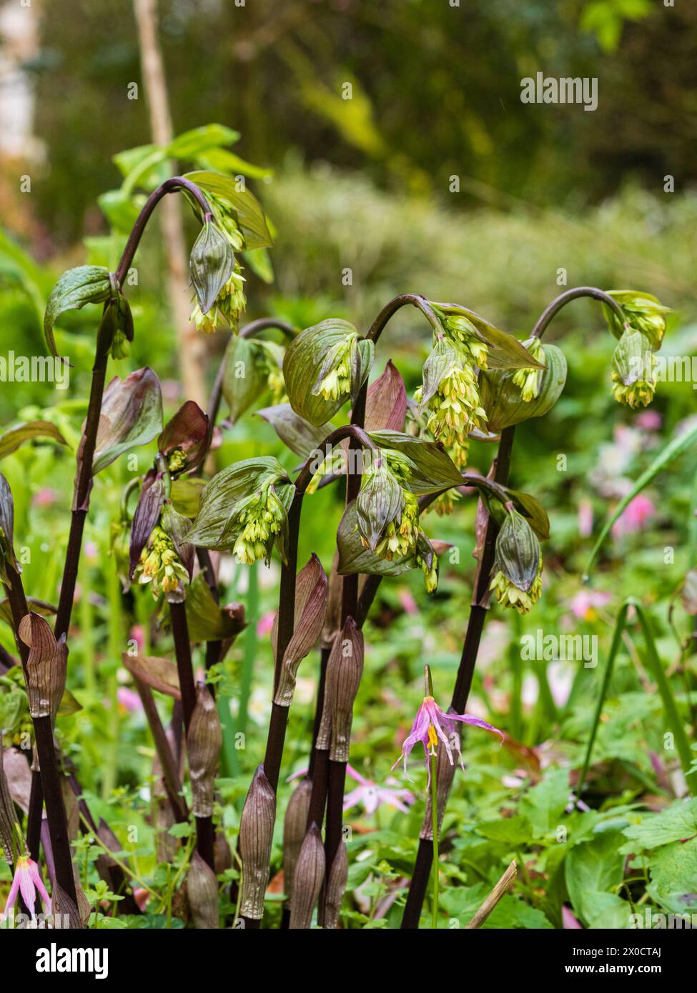 Dark flowers stem and emerging early spring blooms of the perennial shade loving woodland garden plant, Disporum bodinieri Stock Photo