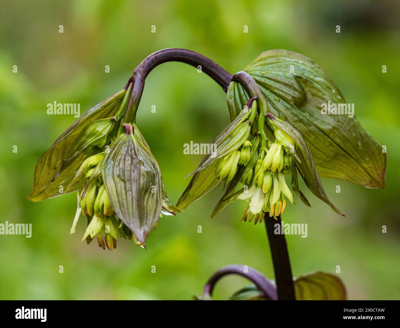 Dark flowers stem and emerging early spring blooms of the perennial shade loving woodland garden plant, Disporum bodinieri Stock Photo