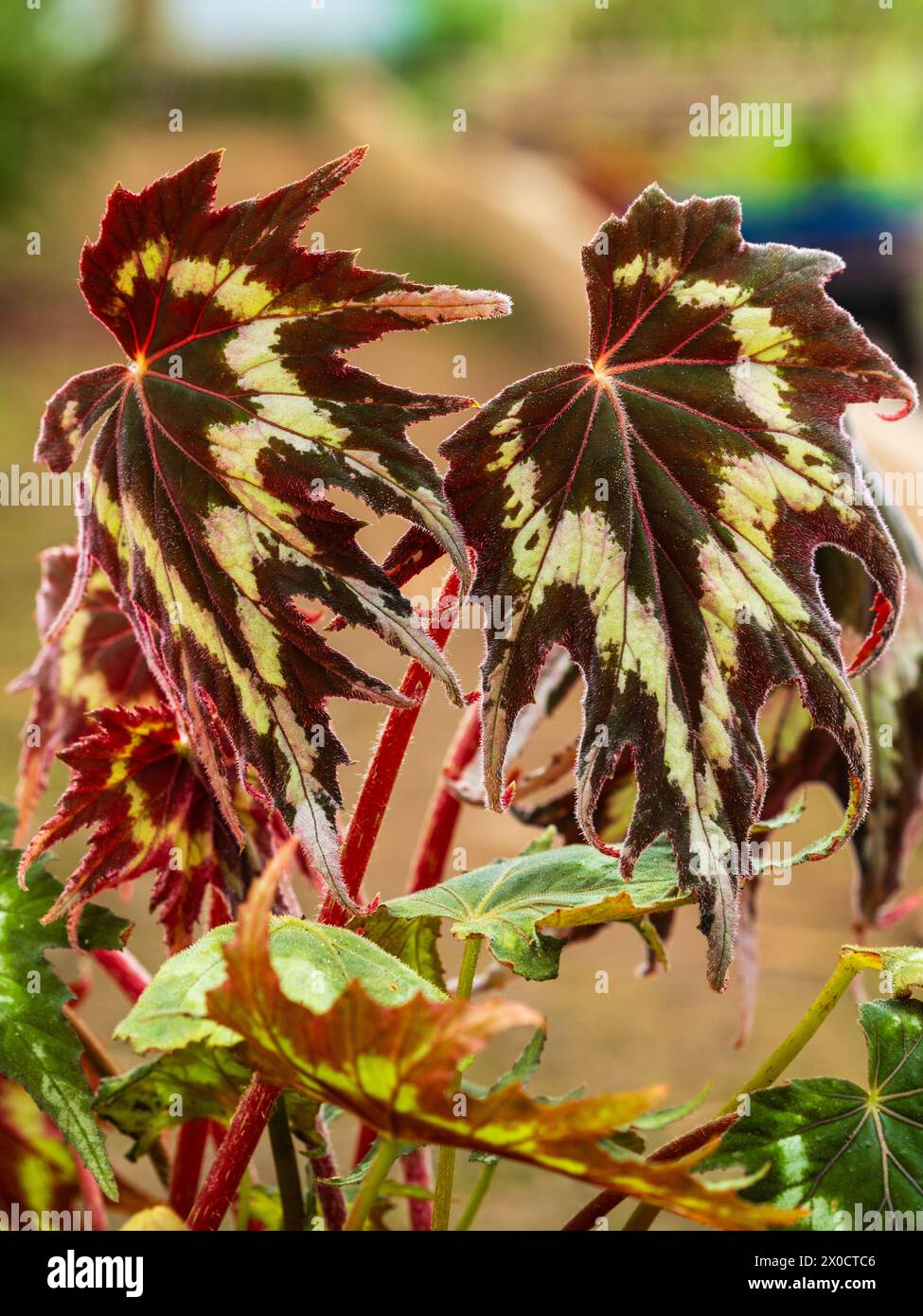 Silver inserts on the brown, fading to olive green, foliage of Begonia palmata 'Tie Dye', a possibly hardy perennial Stock Photo