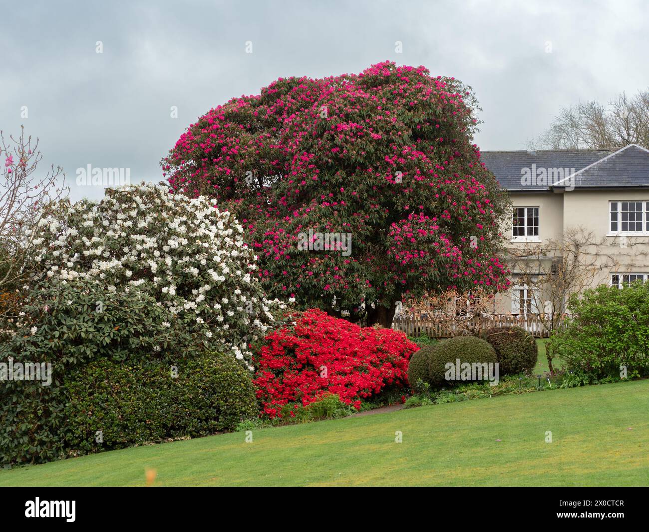 Contrasting scarlet Rhododendron 'Elizabeth', deep pink R. arboreum and white R. 'Sir Charles Lemon' at The Garden House, Devon, UK Stock Photo