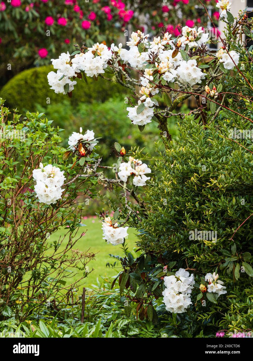 Trusses of white spring flowers of the hardy evergreen shrub, Rhododendron bureavii Stock Photo