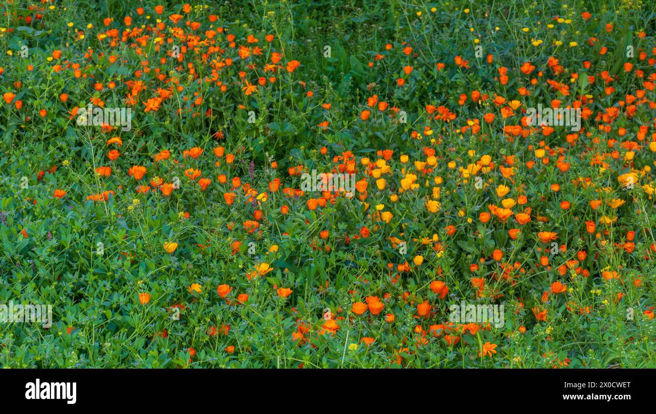 Campo lleno de vegetación y múltiples flores en primavera Stock Photo