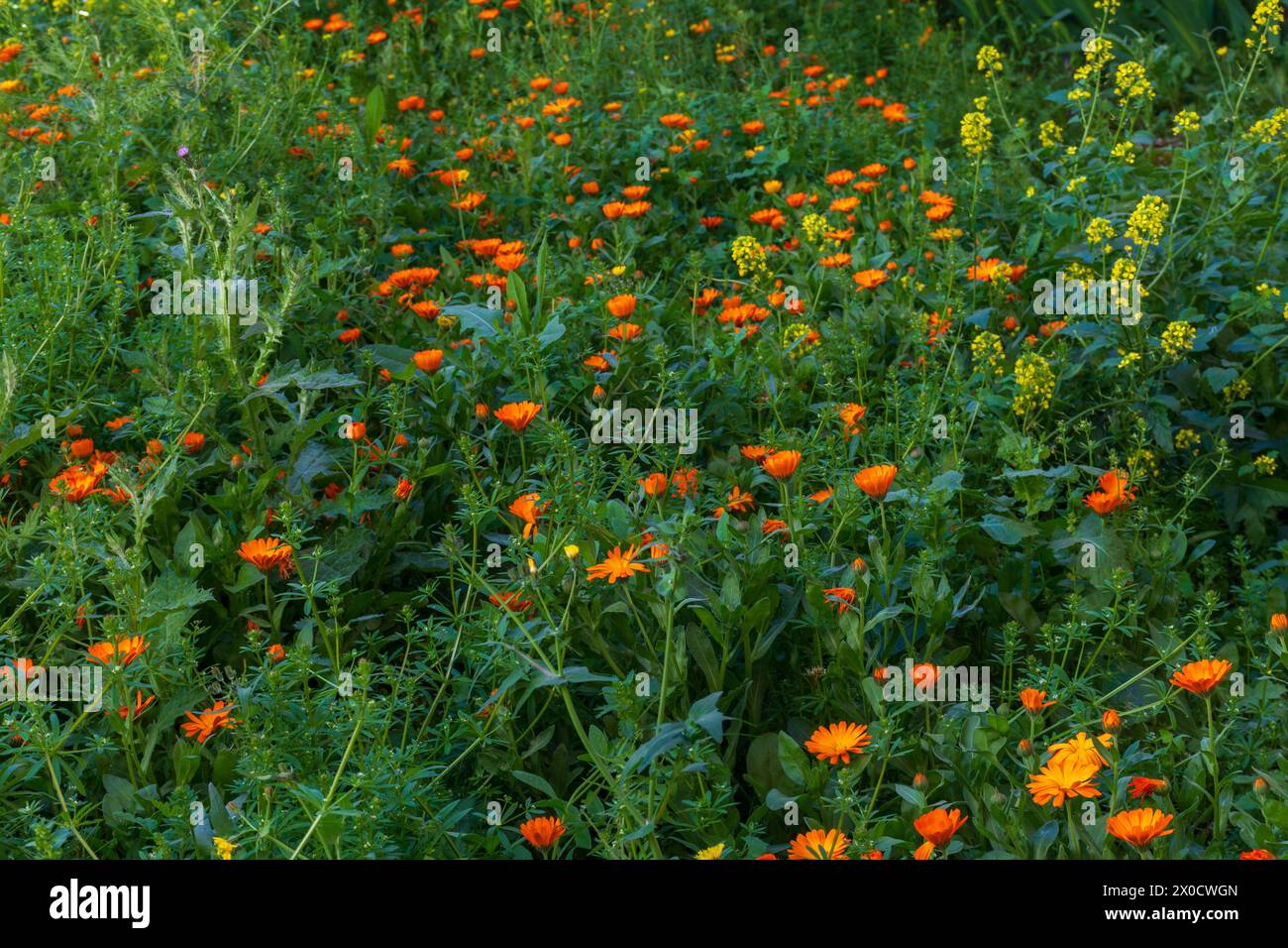 Campo lleno de vegetación y múltiples flores en primavera Stock Photo
