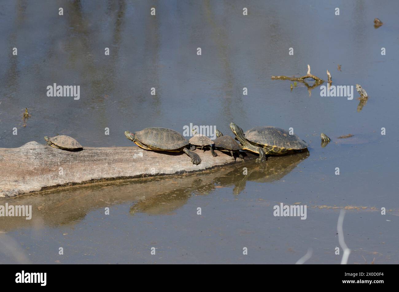 Red-eared slider, Trachemys scripta elegans, and Eastern River Cooters, Pseudemys concinna concinna, basking on log Stock Photo