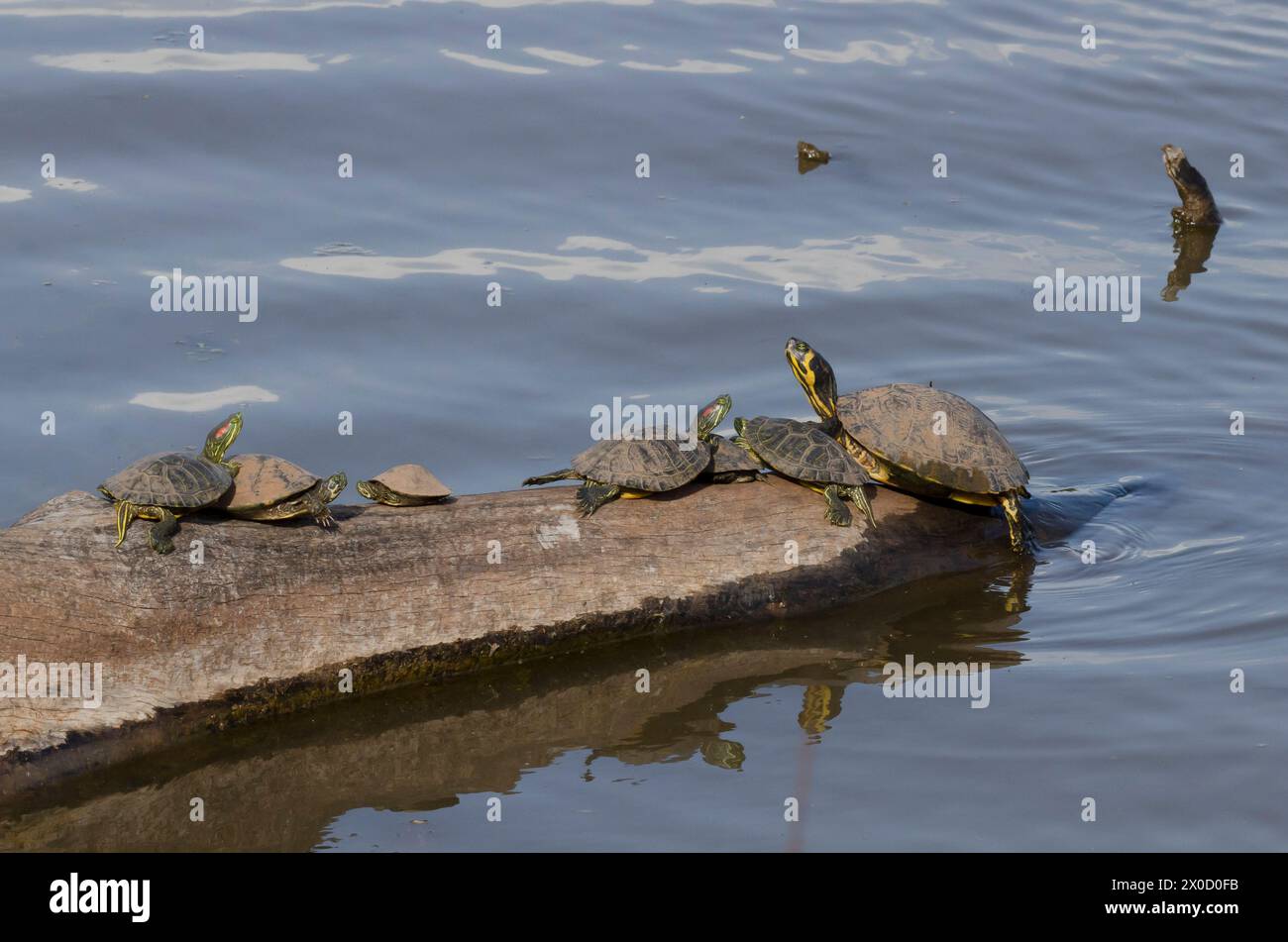 Red-eared sliders, Trachemys scripta elegans, Yellow-bellied Slider, Trachemys scripta, and Eastern River Cooters, Pseudemys concinna concinna Stock Photo