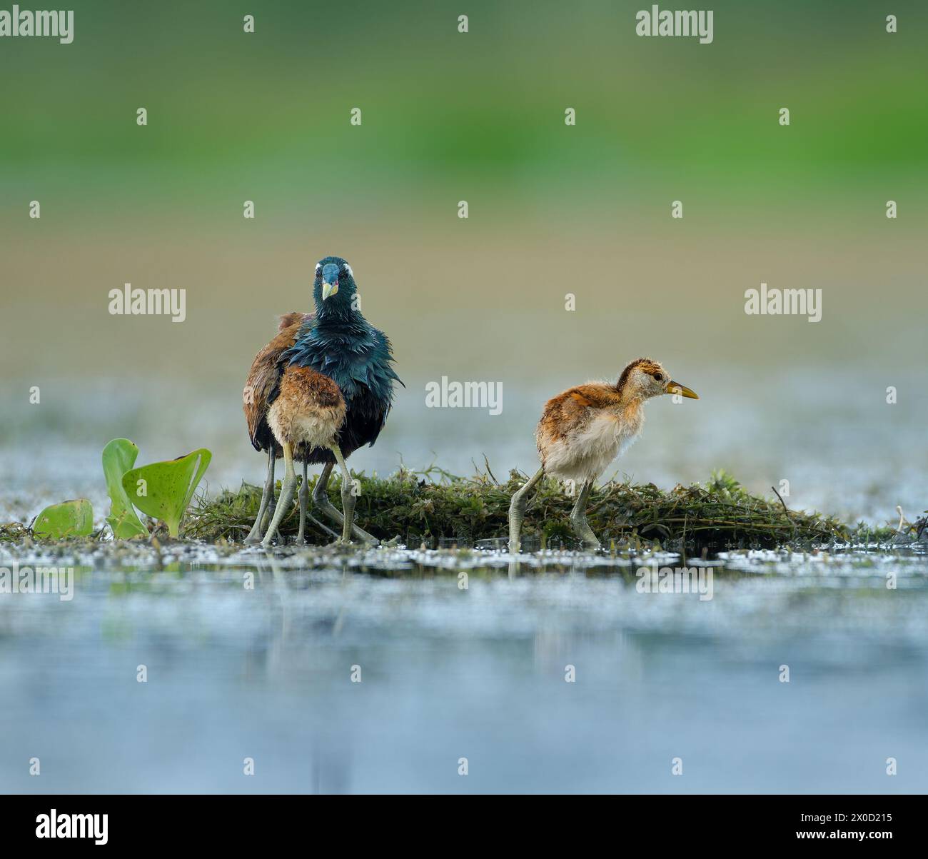 During heavy rainfalls, the males hide the babies under their wings for protection and let them out once it subsides.    INDIA ADORABLE little Bronze- Stock Photo