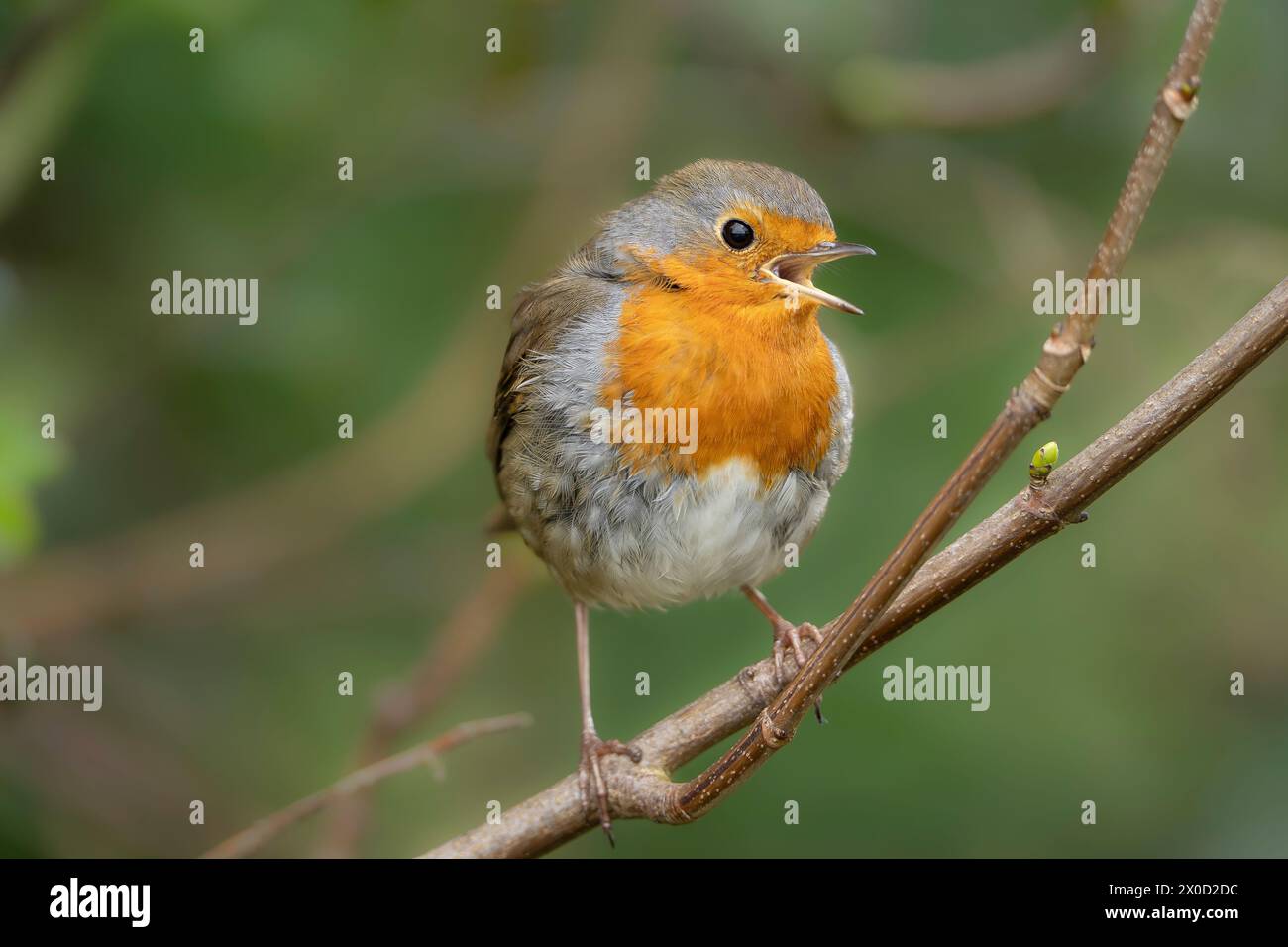 Detailed close up of a wild, UK robin bird (Erithacus rubecula) isolated on a branch, singing with beak open wide. Stock Photo